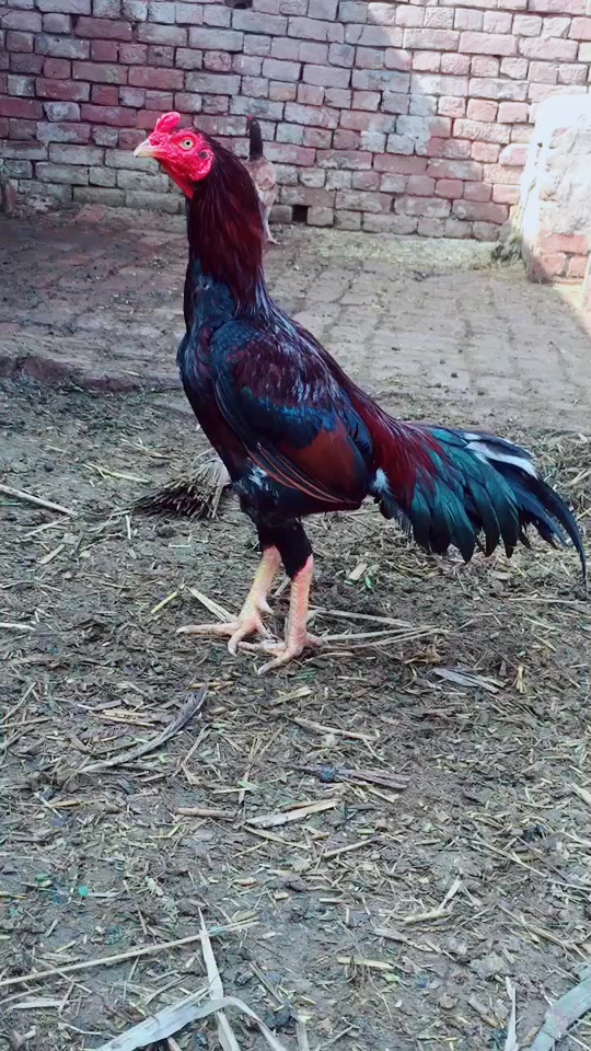 @CH Sarfraz Guجar