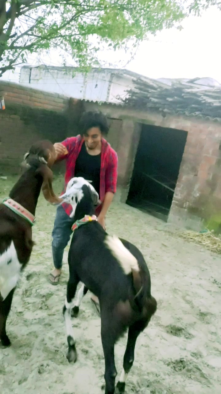 @goatloverroorkee