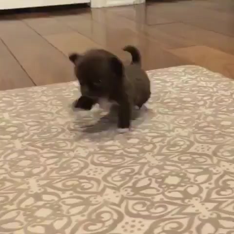 @Dogcastle_TH
