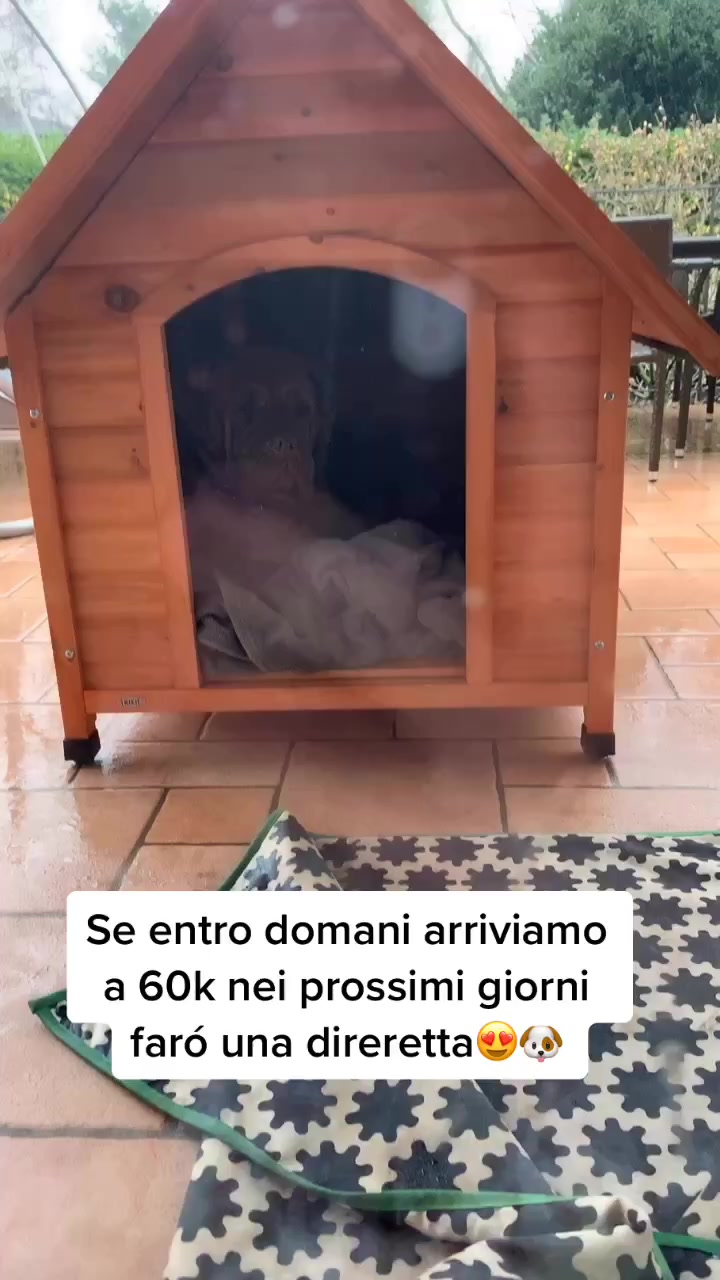 @sonorosy🐶
