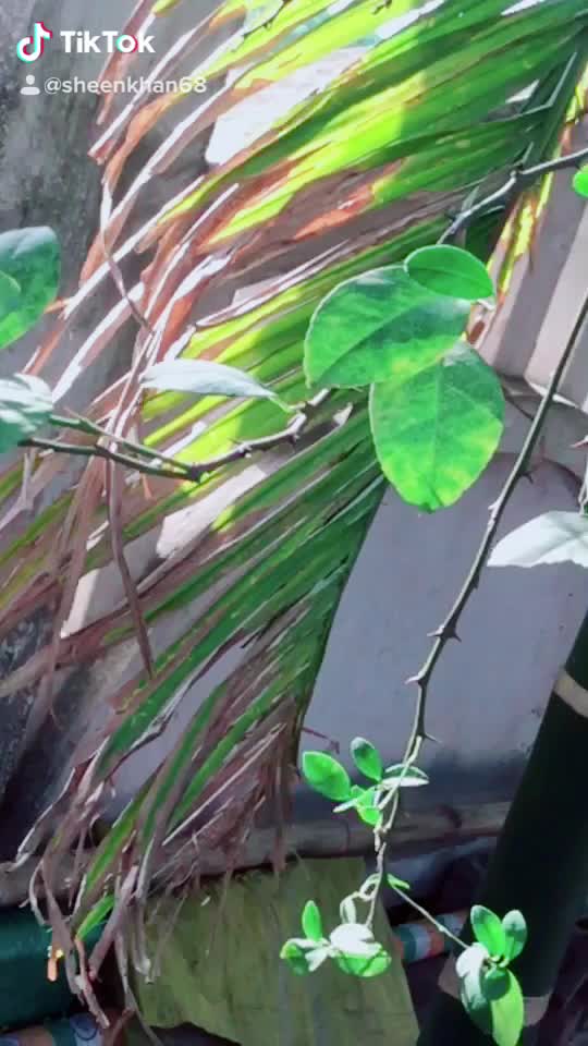 @sheenkhan6204
