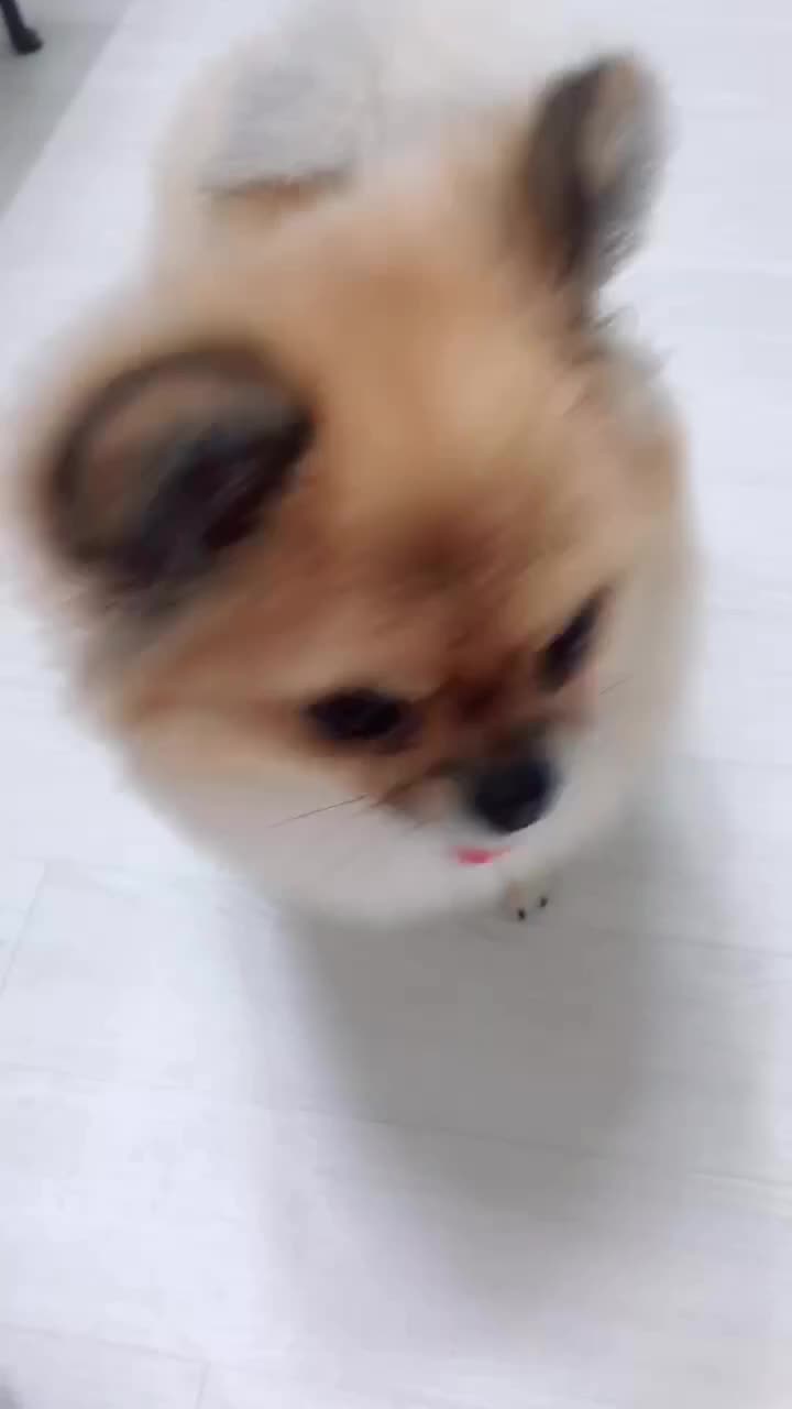 @땅콩율무의 견(犬)과류 이야기&hearts;