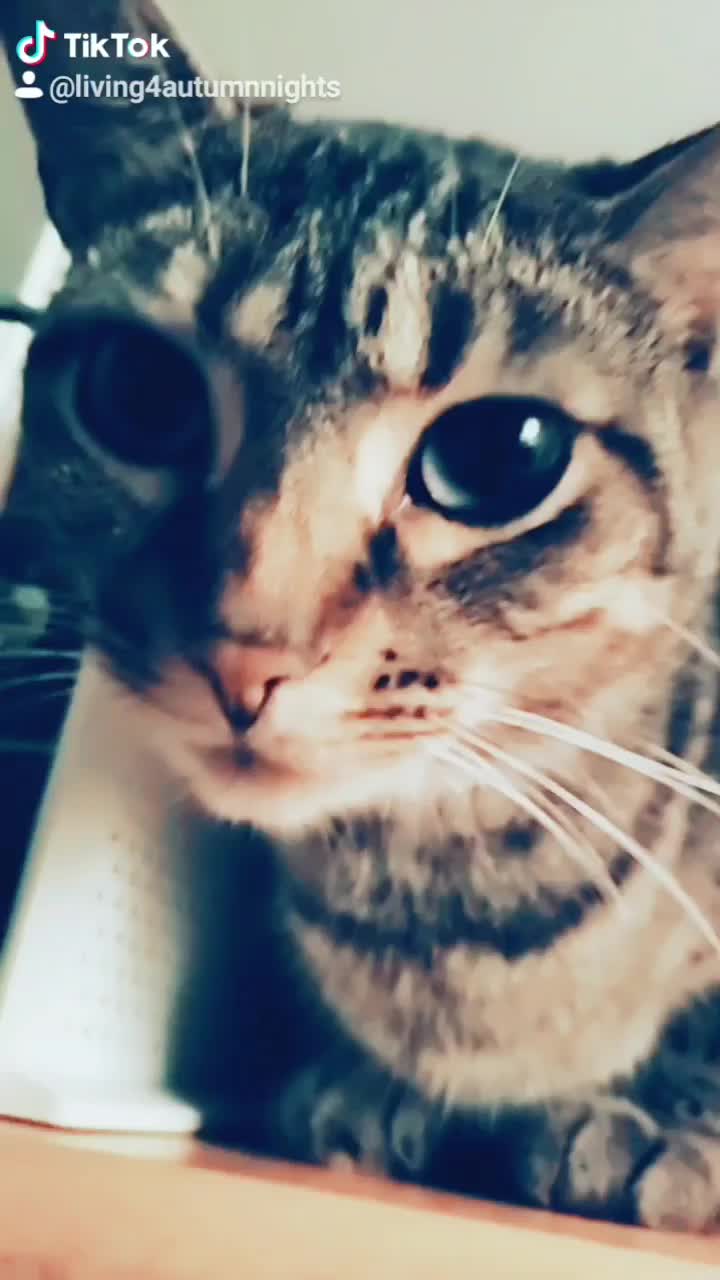 @CrazyCatLady