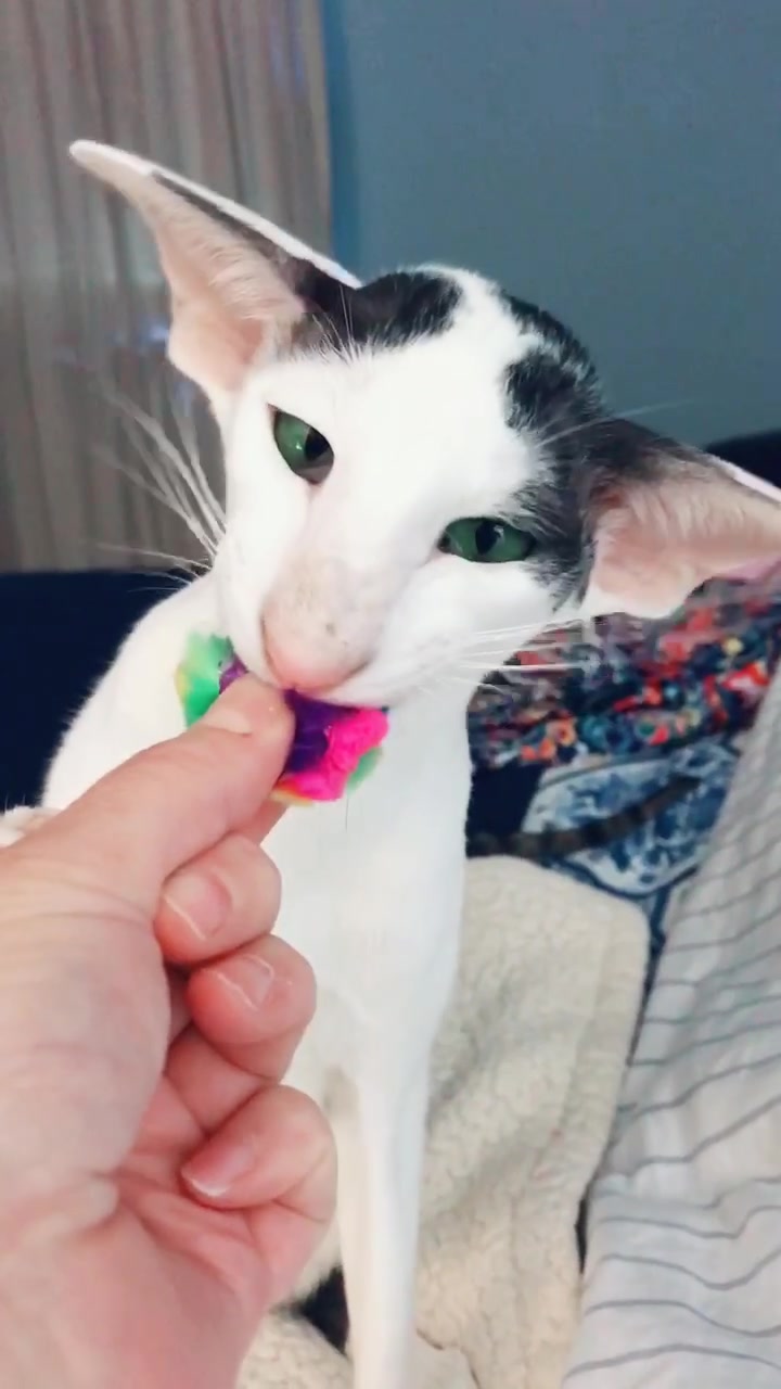 @hobbikats
