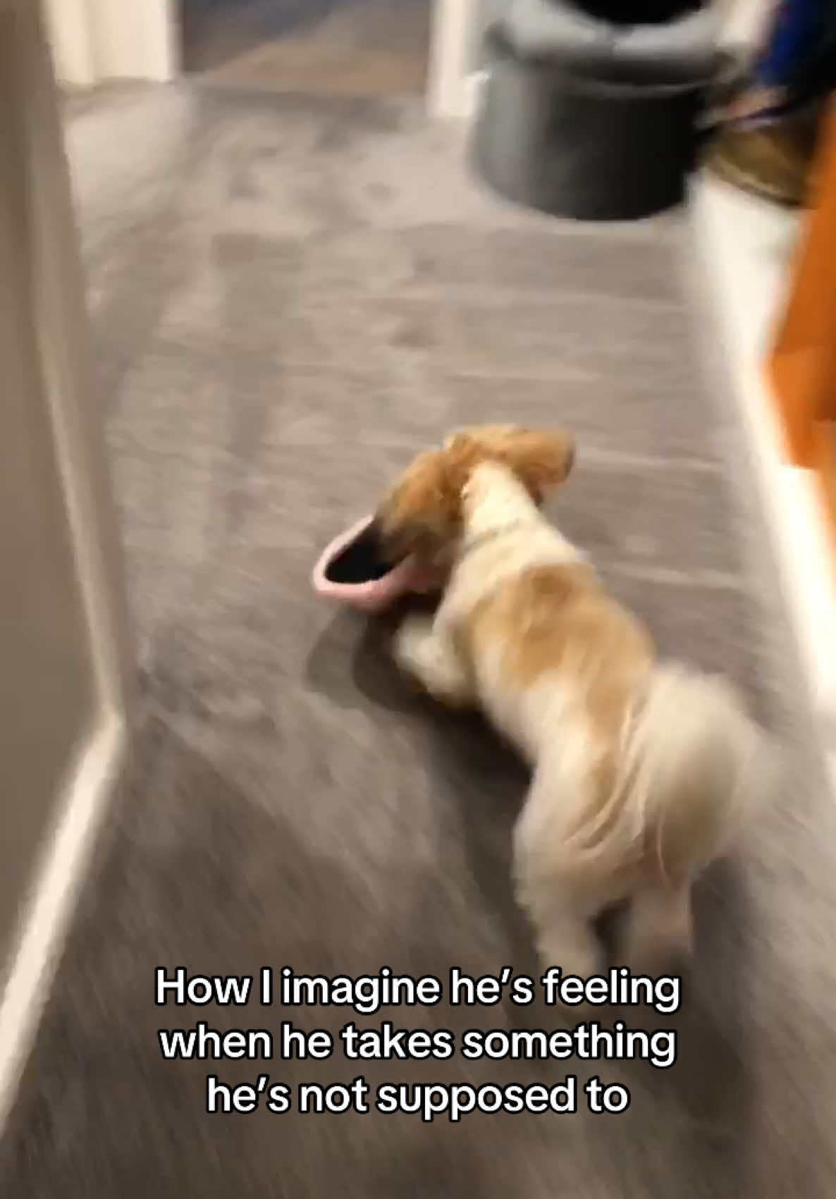 @Bear & Pearl 🐶 🐕&zwj;🦺