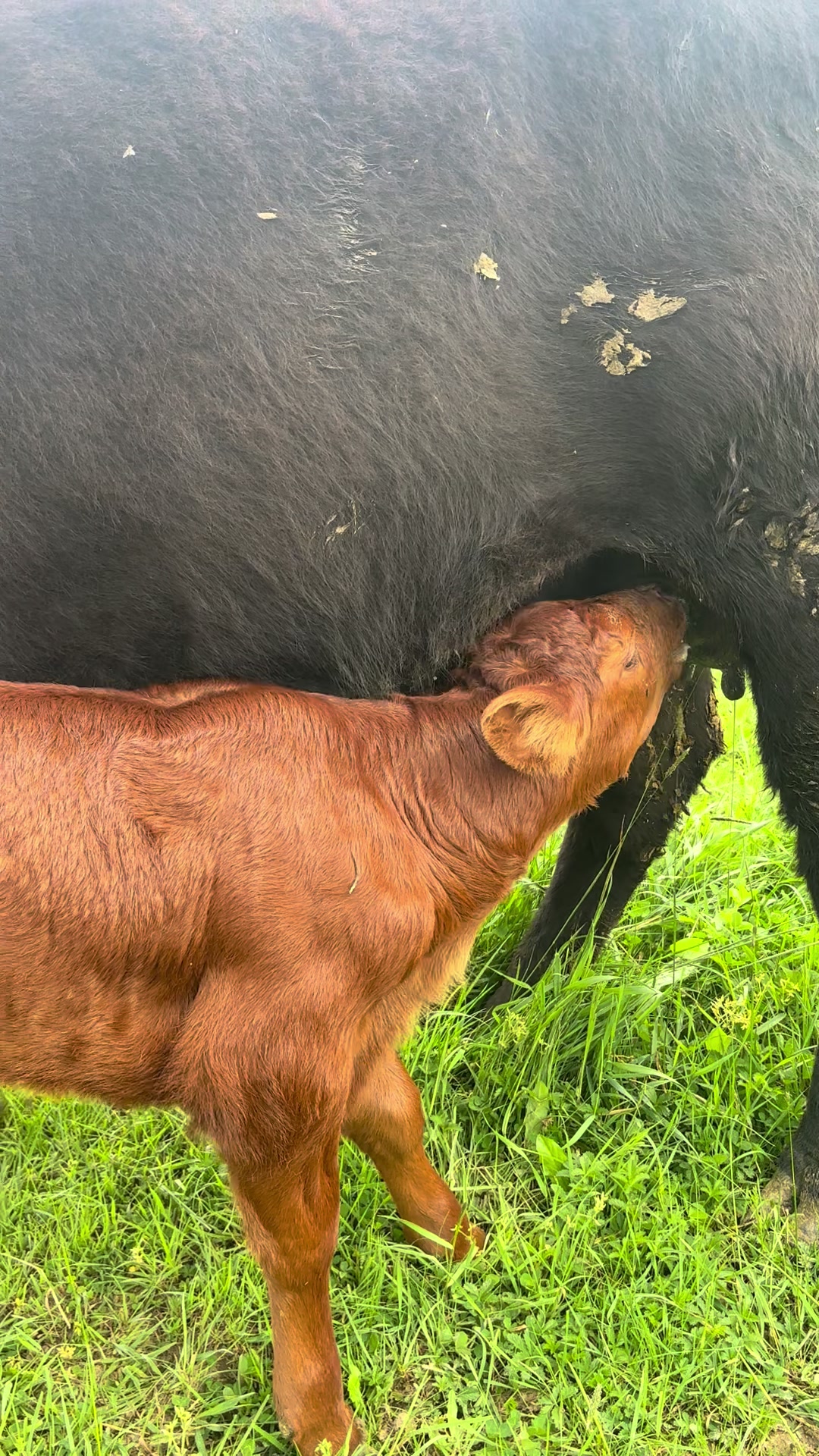 @aberdeen angus🇷🇴