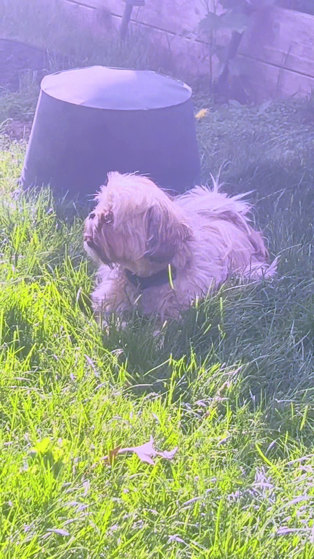 @Duuuviethedog