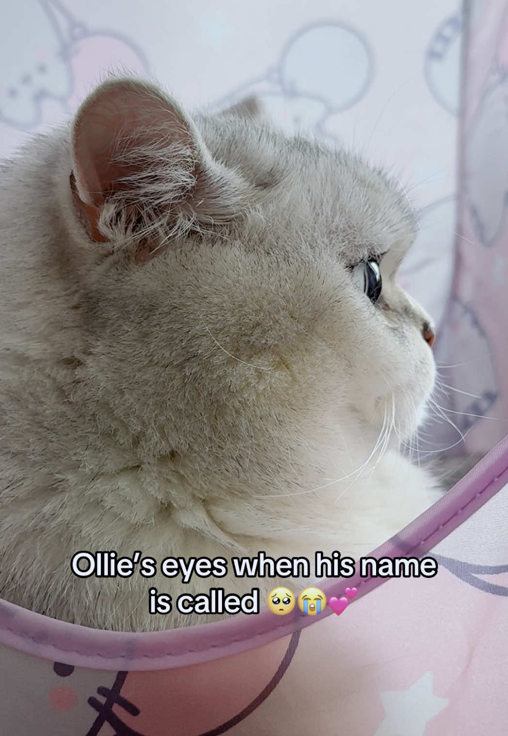 @Ollie the Cat