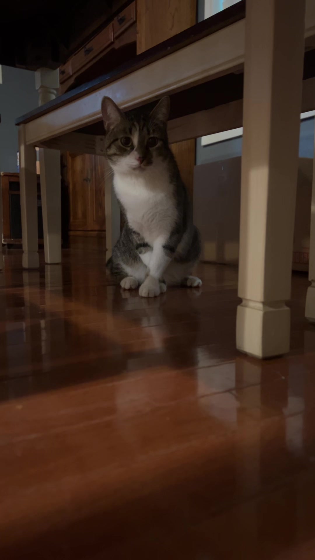 @mightycat83