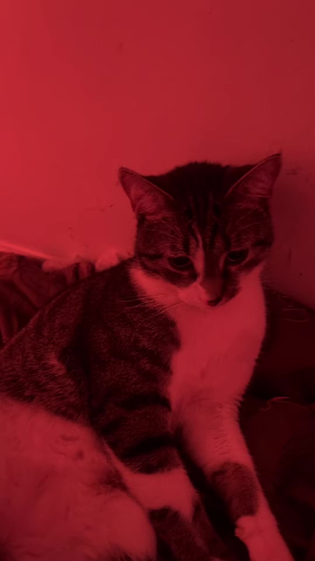 @mightycat83