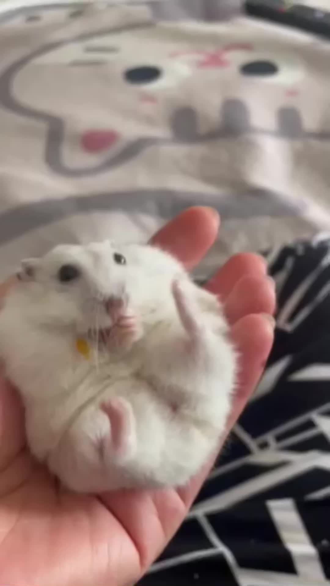 @CC.G