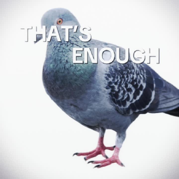 @Pigeon