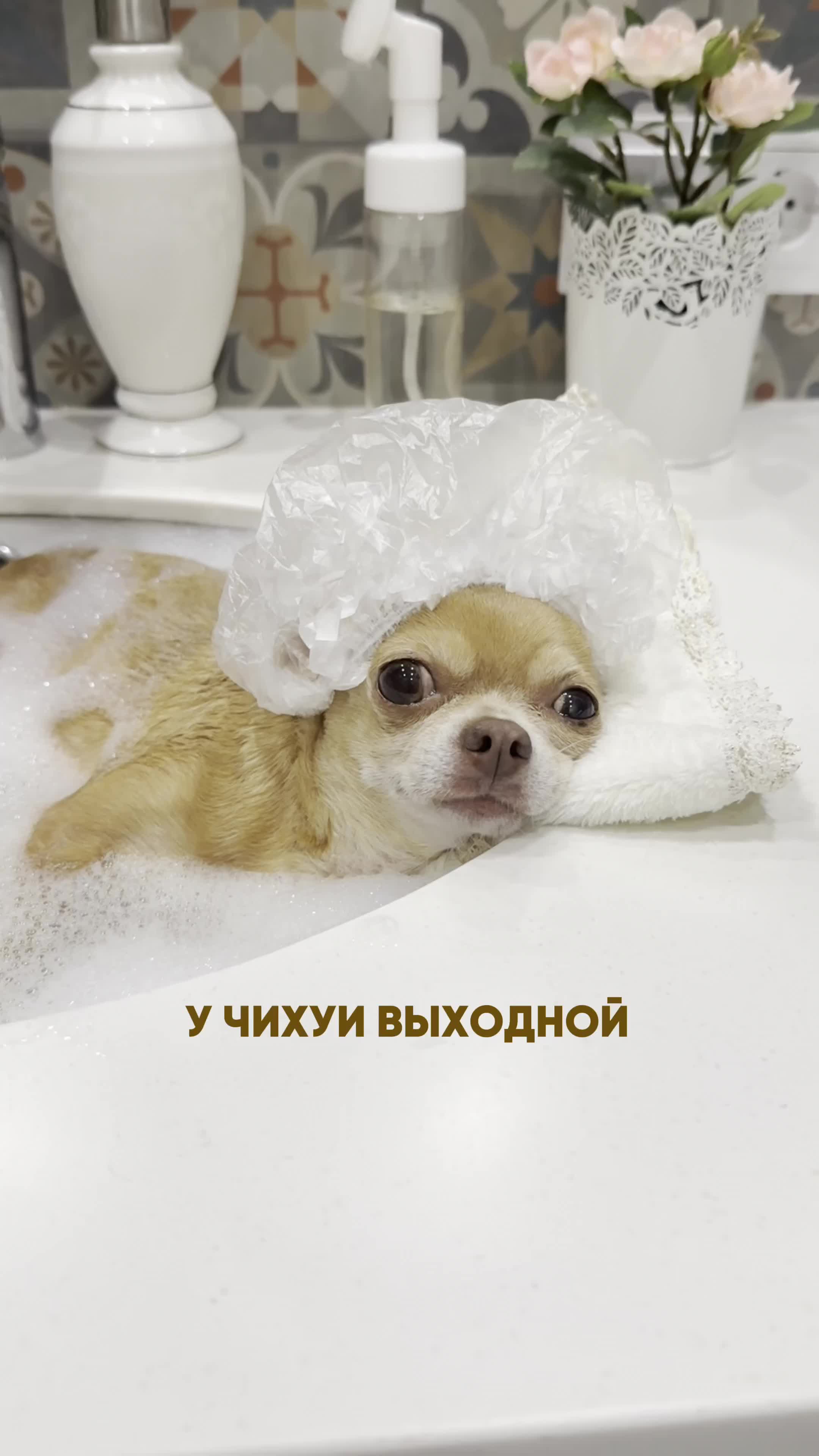 @Оксана & Чихуахуа Бонита