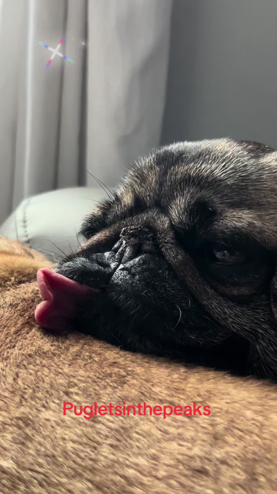 @Puglets in the peaks