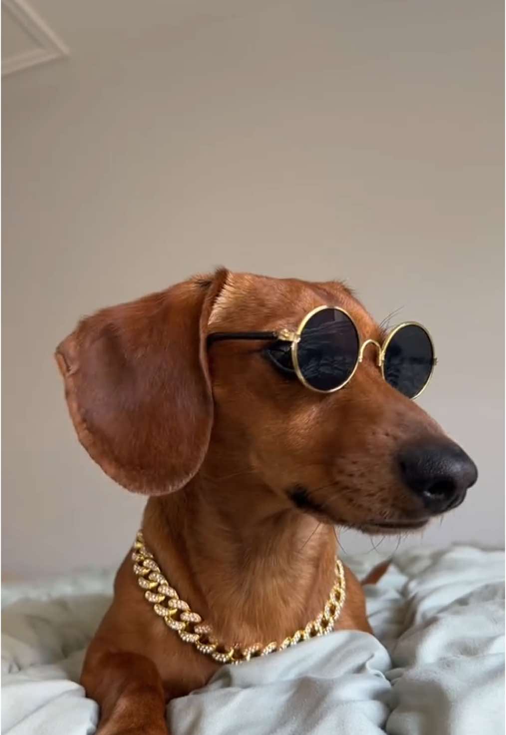 @Slinky Severus-Doo