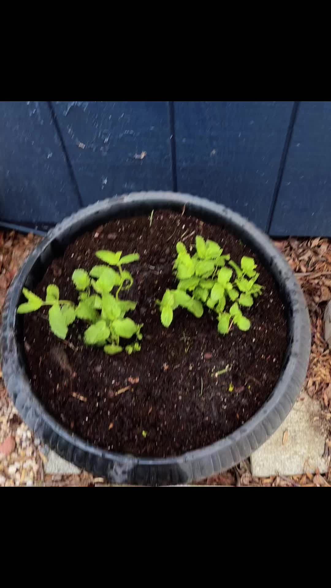 @greengirlgardens
