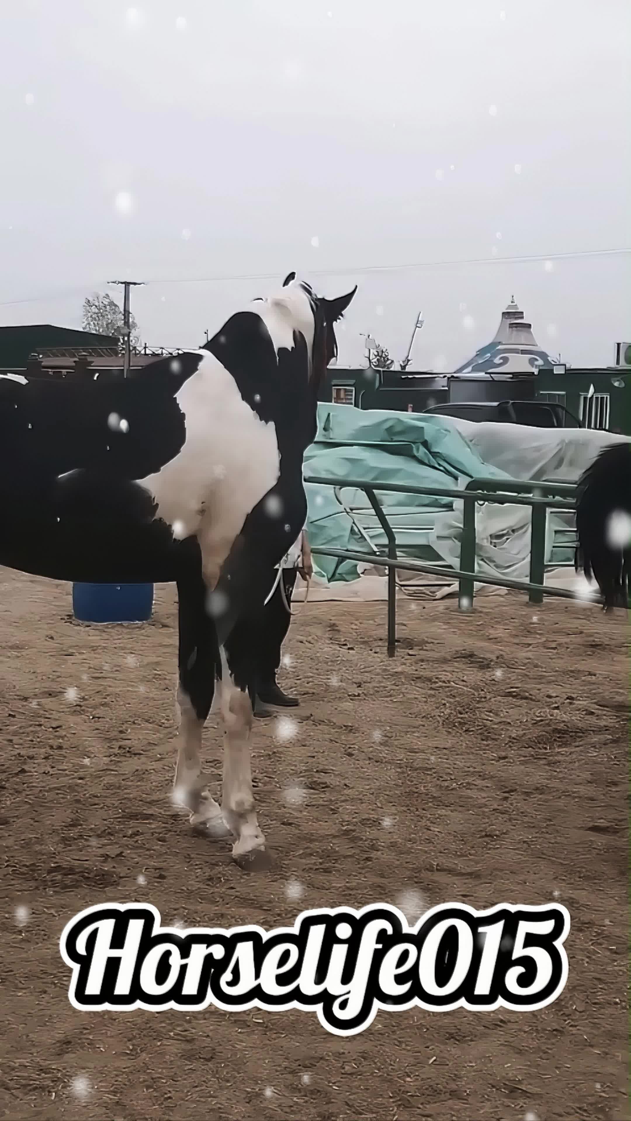 @horselife015