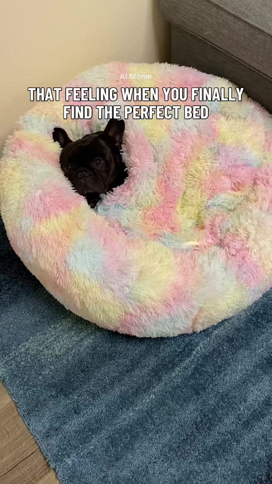@Bruno the Frenchie