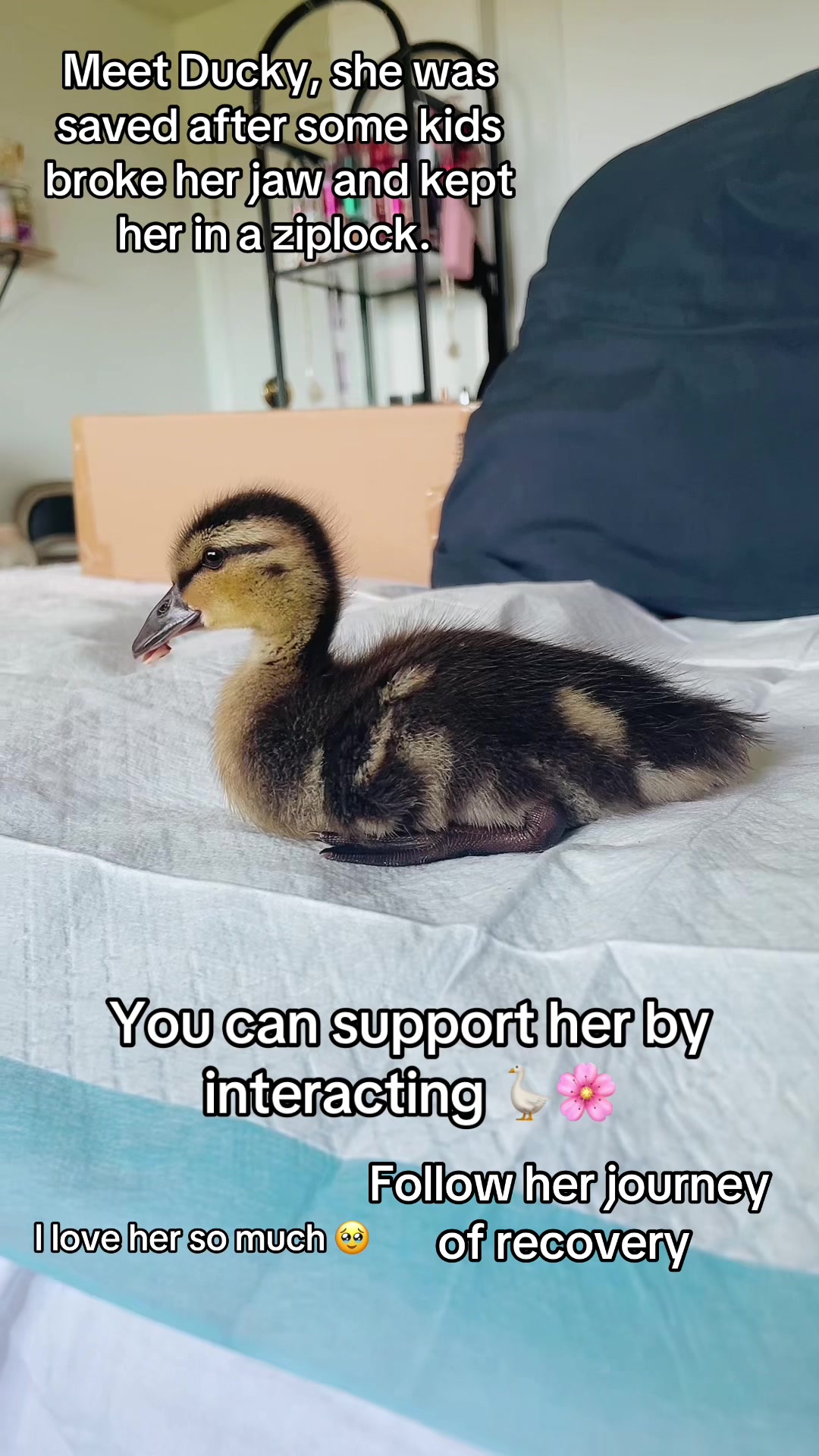 @Ggs Backup