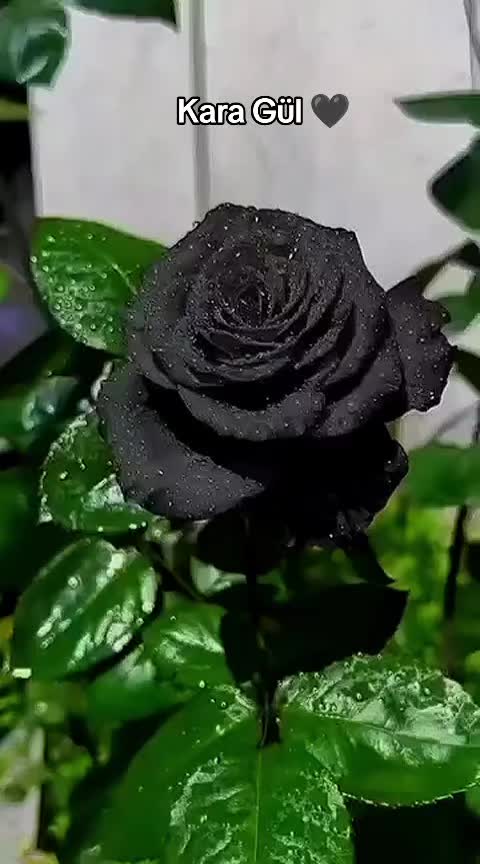 @URFALI