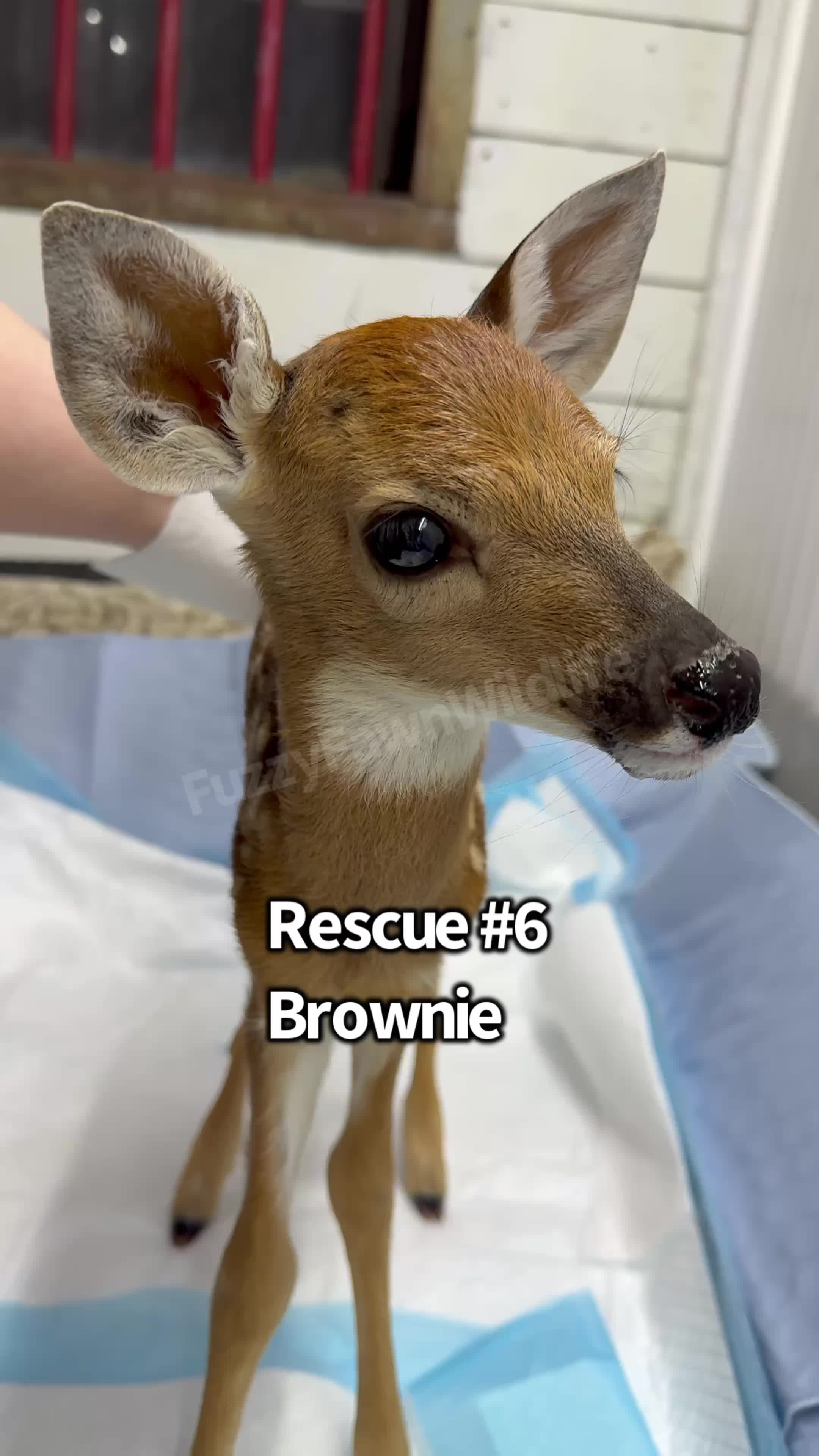 @Fuzzy Fawn Wildlife
