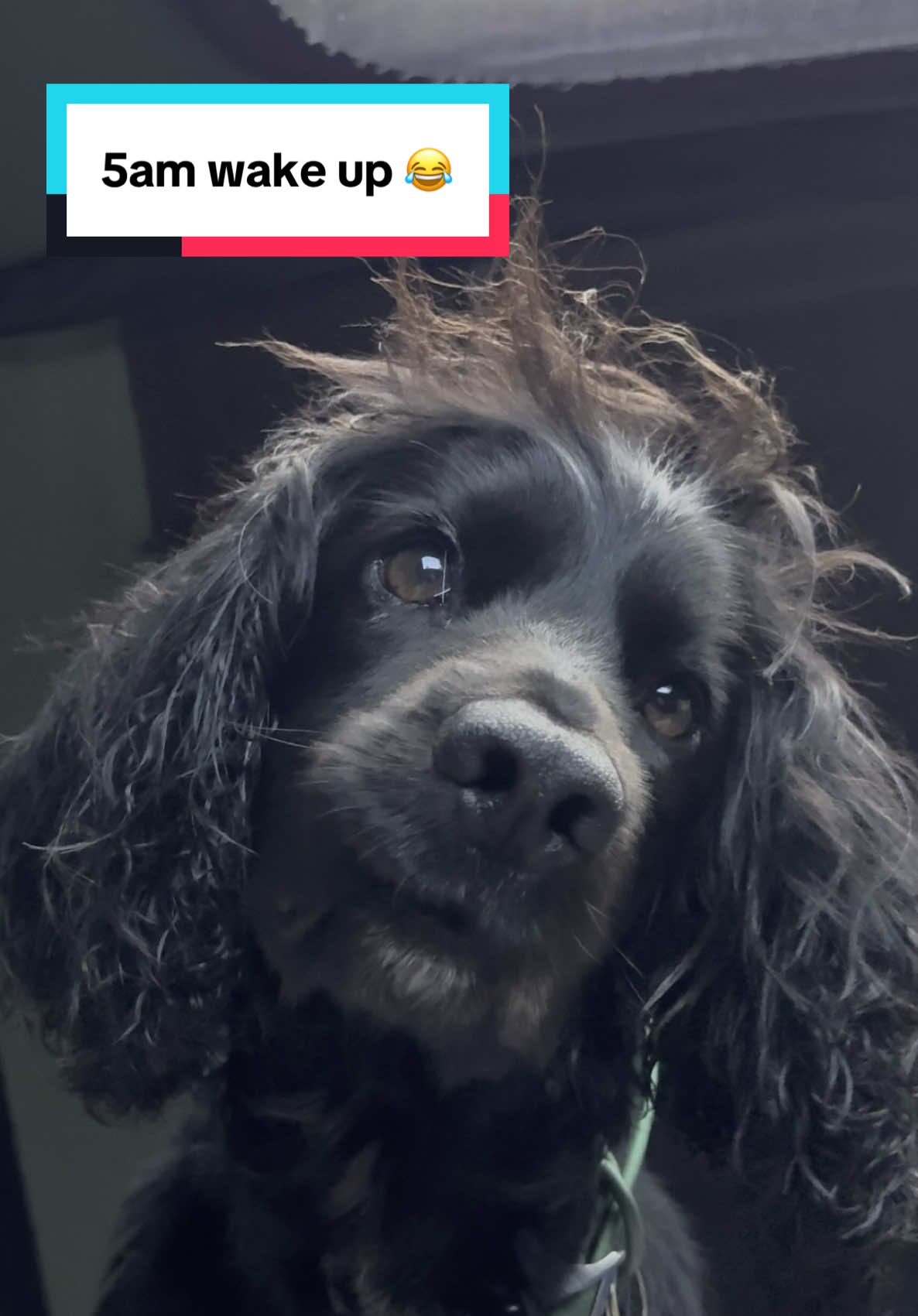 @Spaniel Explorers