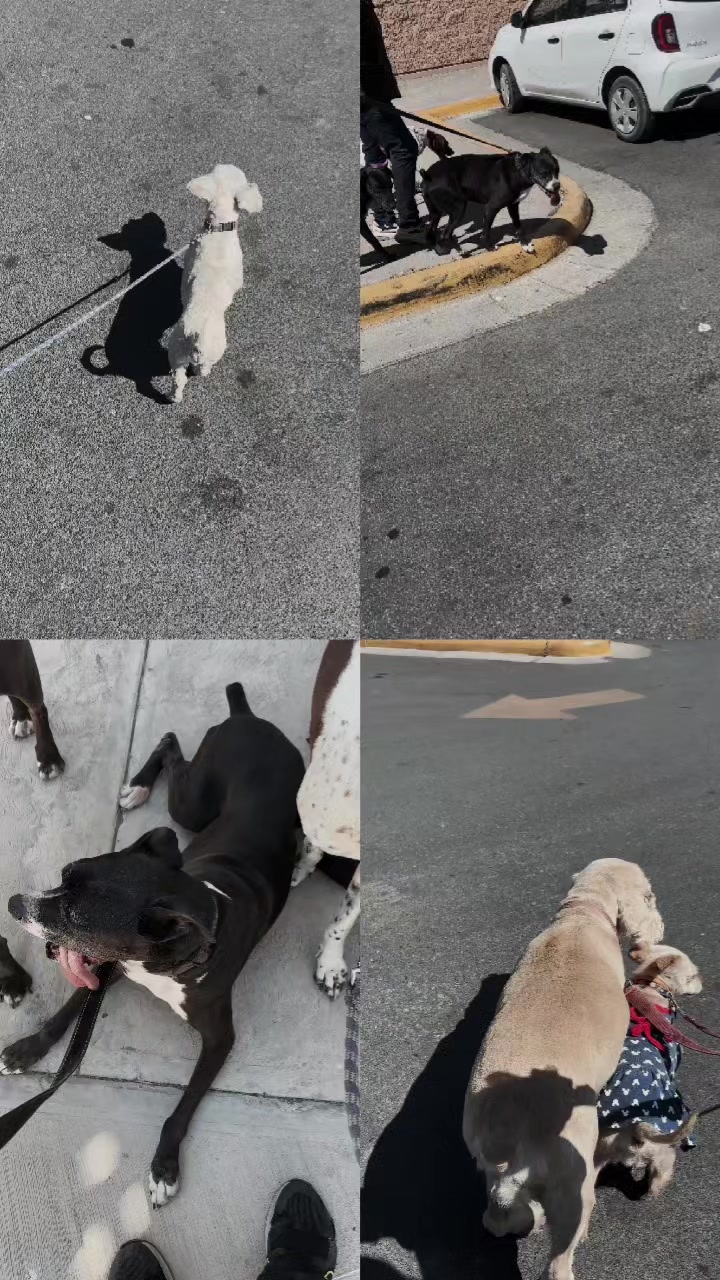 @DogWalkZacatecas&hearts;️🐕&zwj;🦺🌟