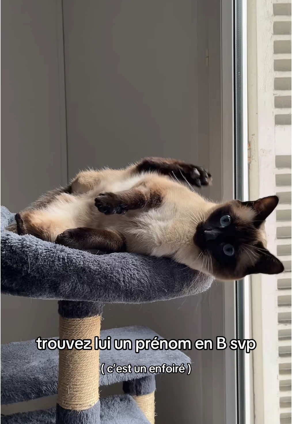 @⋆˚🐾˖&deg;