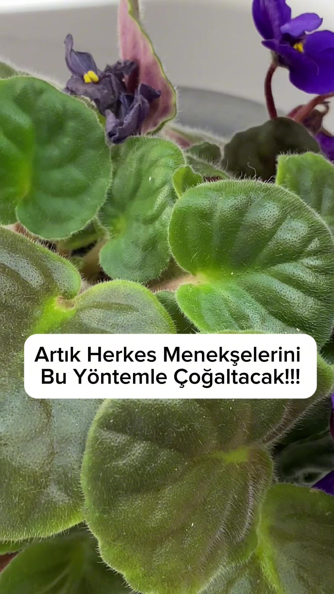 @toprak_nevalesi