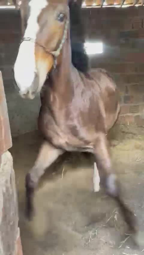 @ibsenmw
