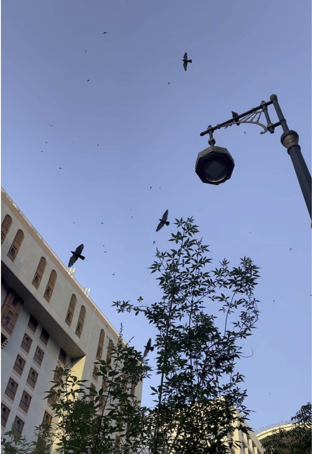 @شروق الشيخ .