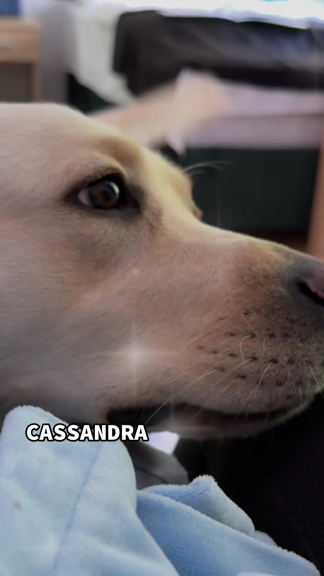 @Moonlife &amp; Labrador Retriever