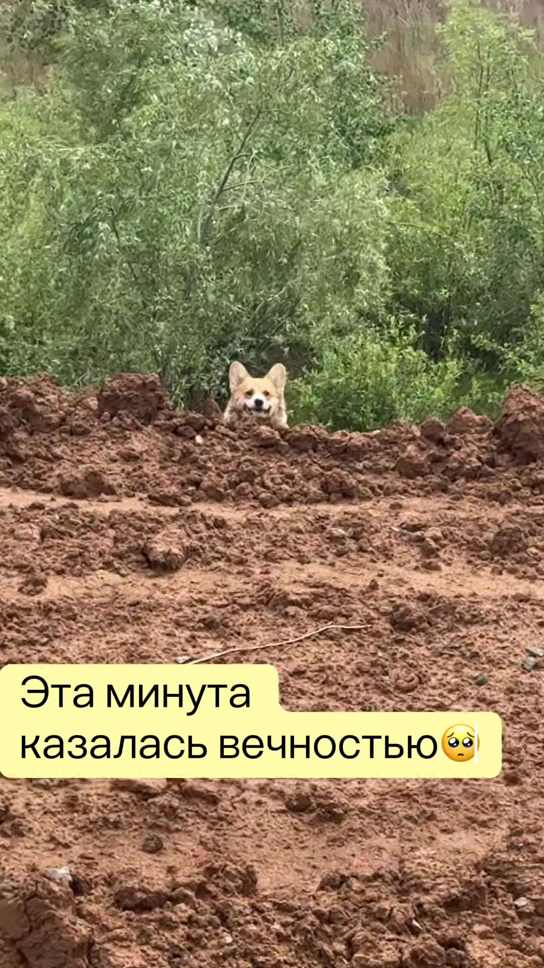 @Пандора Лаки Фокс &hearts;️