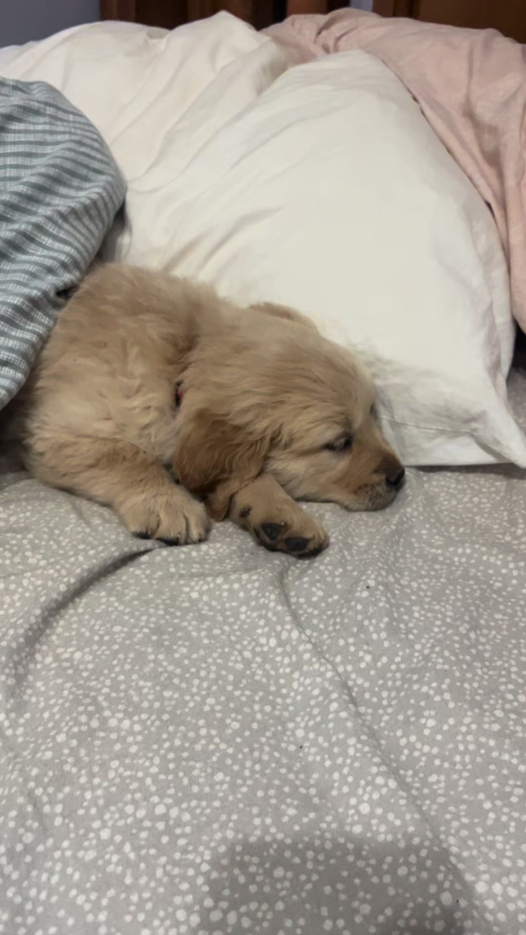 @HighCountryRetrievers