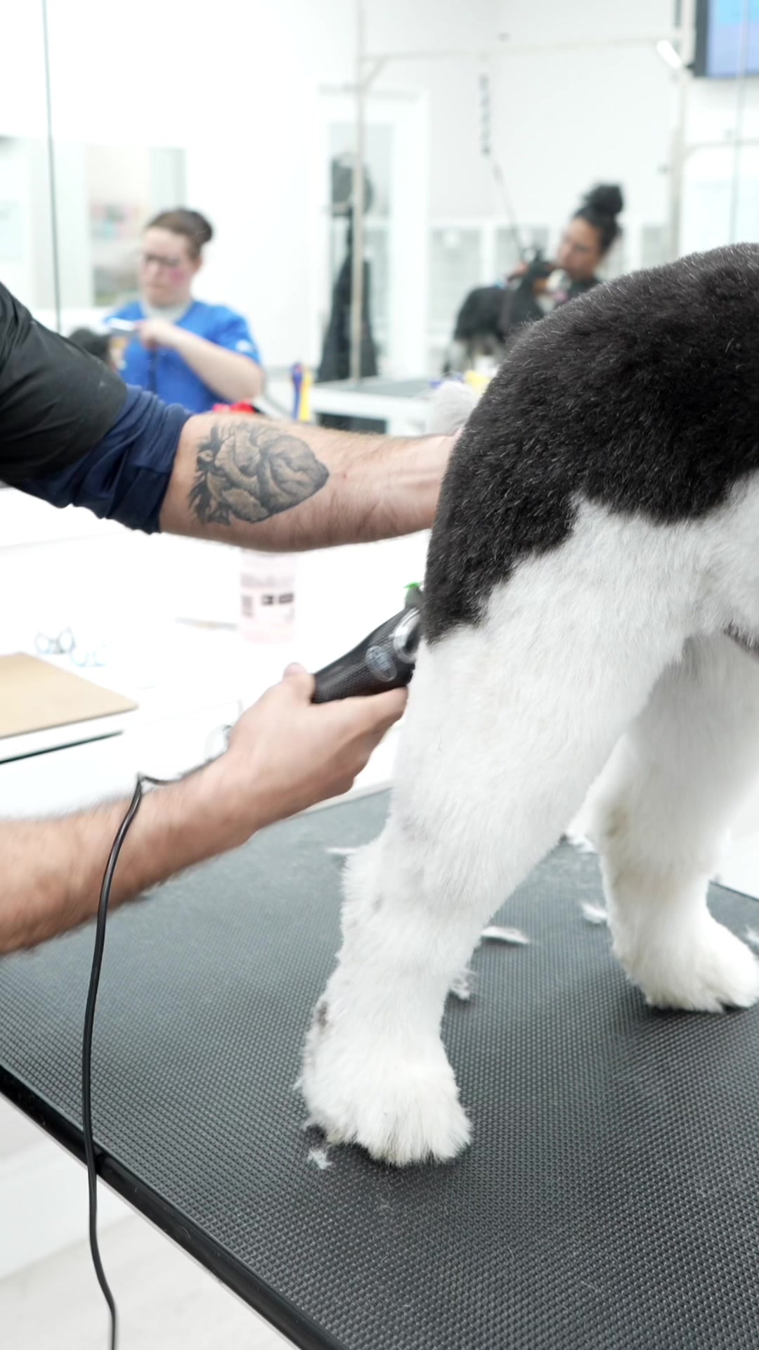 @NorCal Grooming Academy