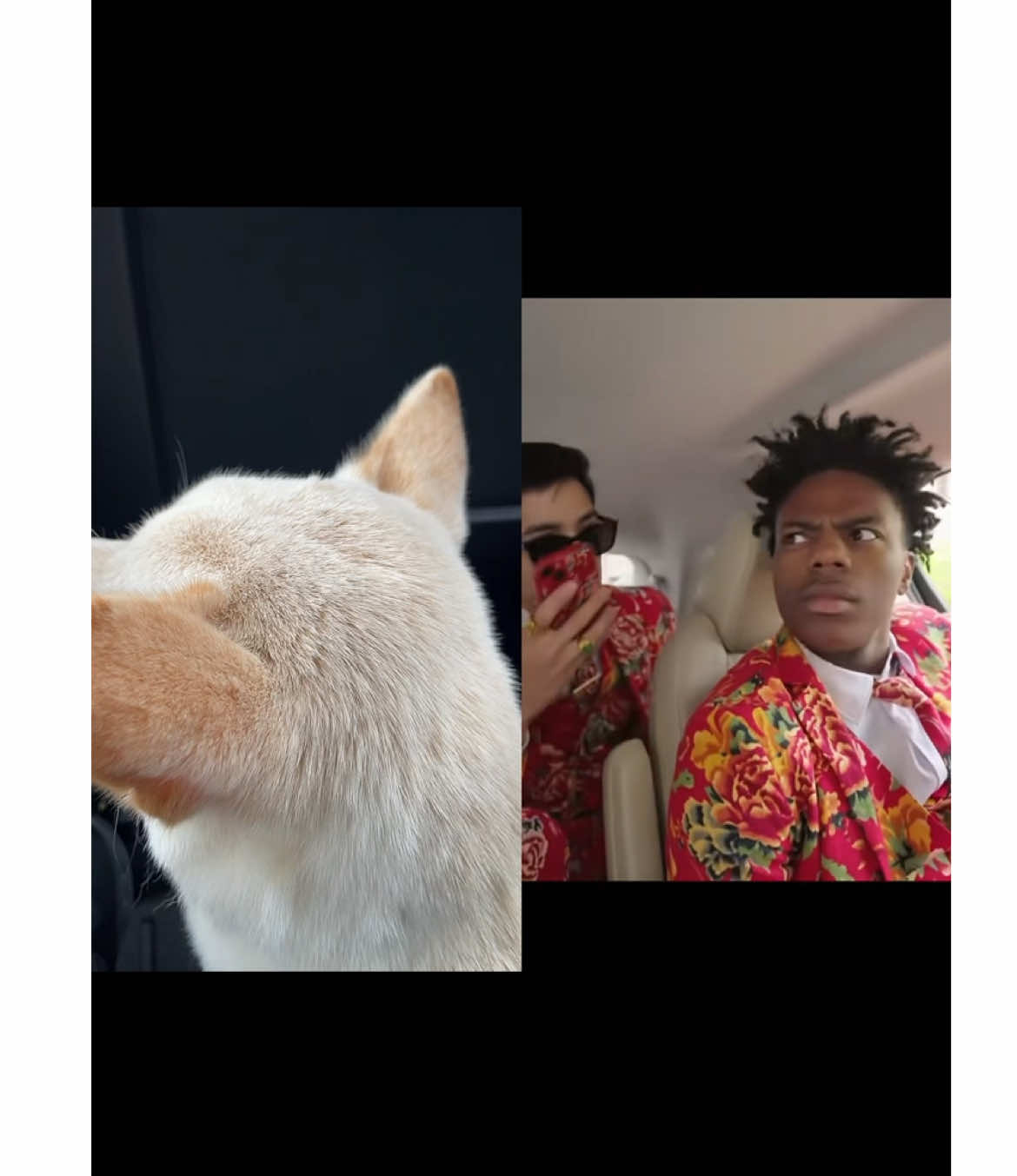@dashibz