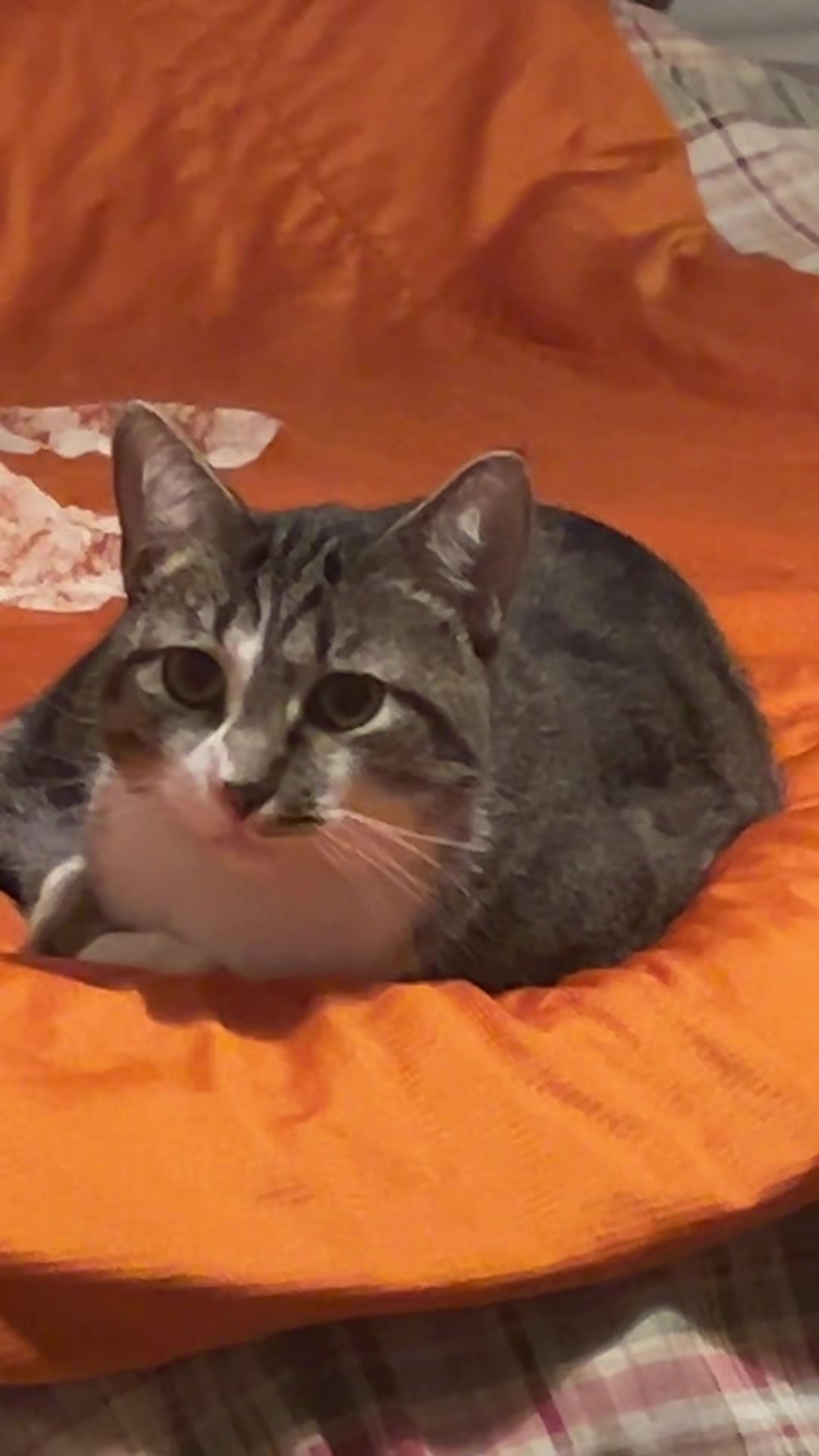 @mightycat83