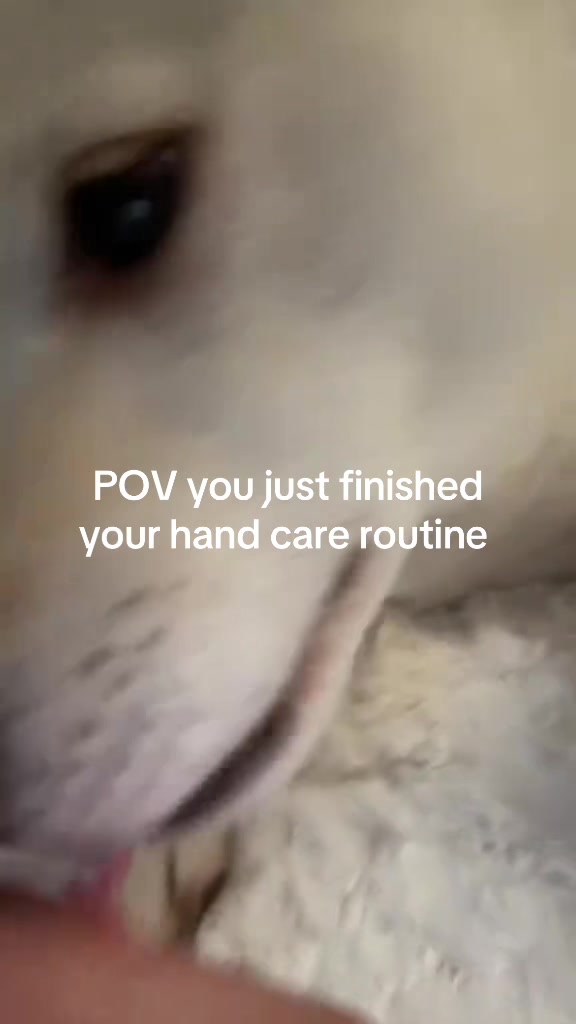 @dashibz