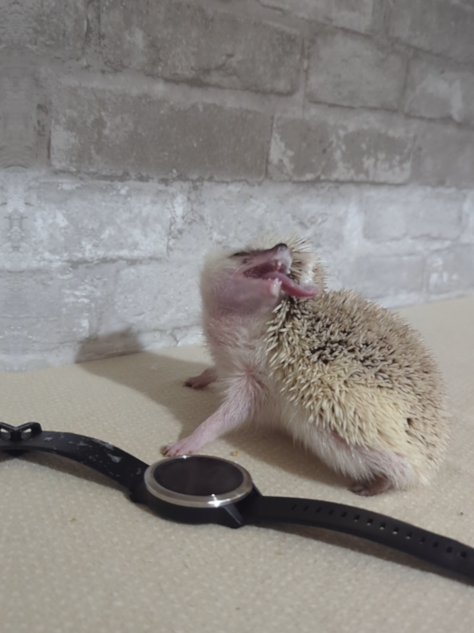 @hedgehogprecision