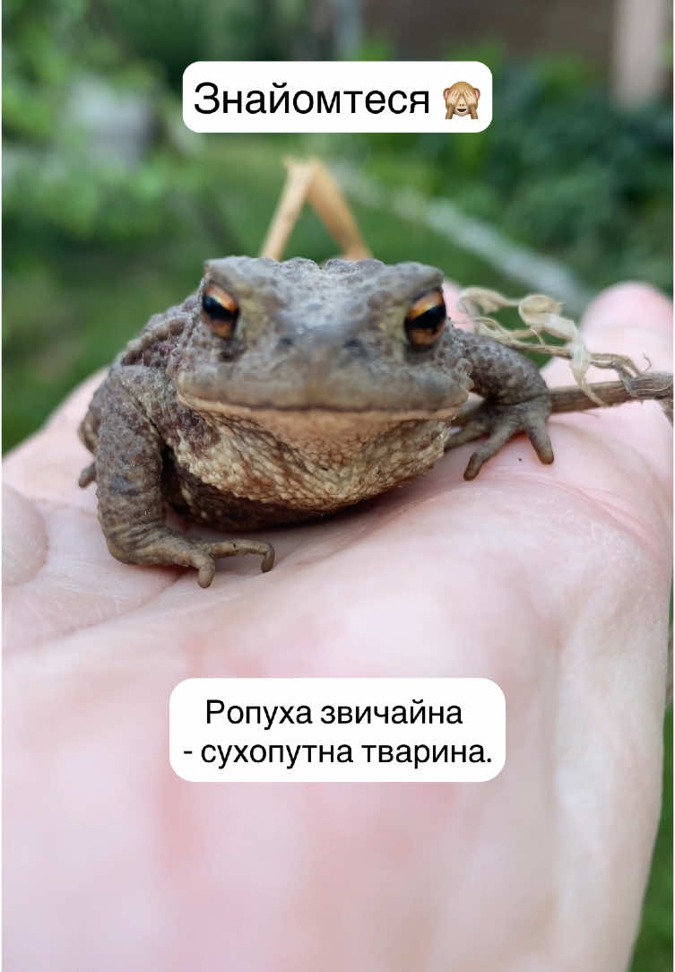 @@zelenasadyba