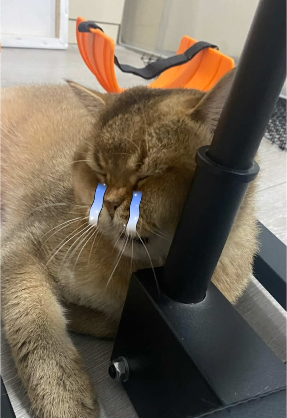 @JJTheCat