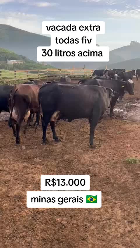 @marketing_do_gado