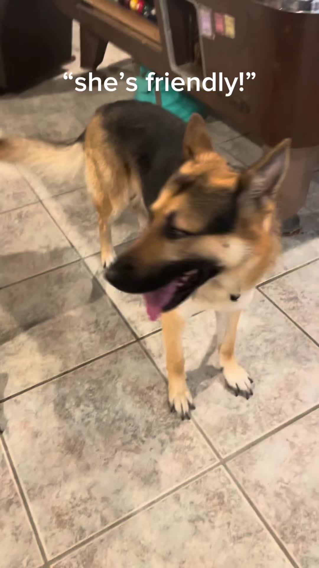 @luciddogs