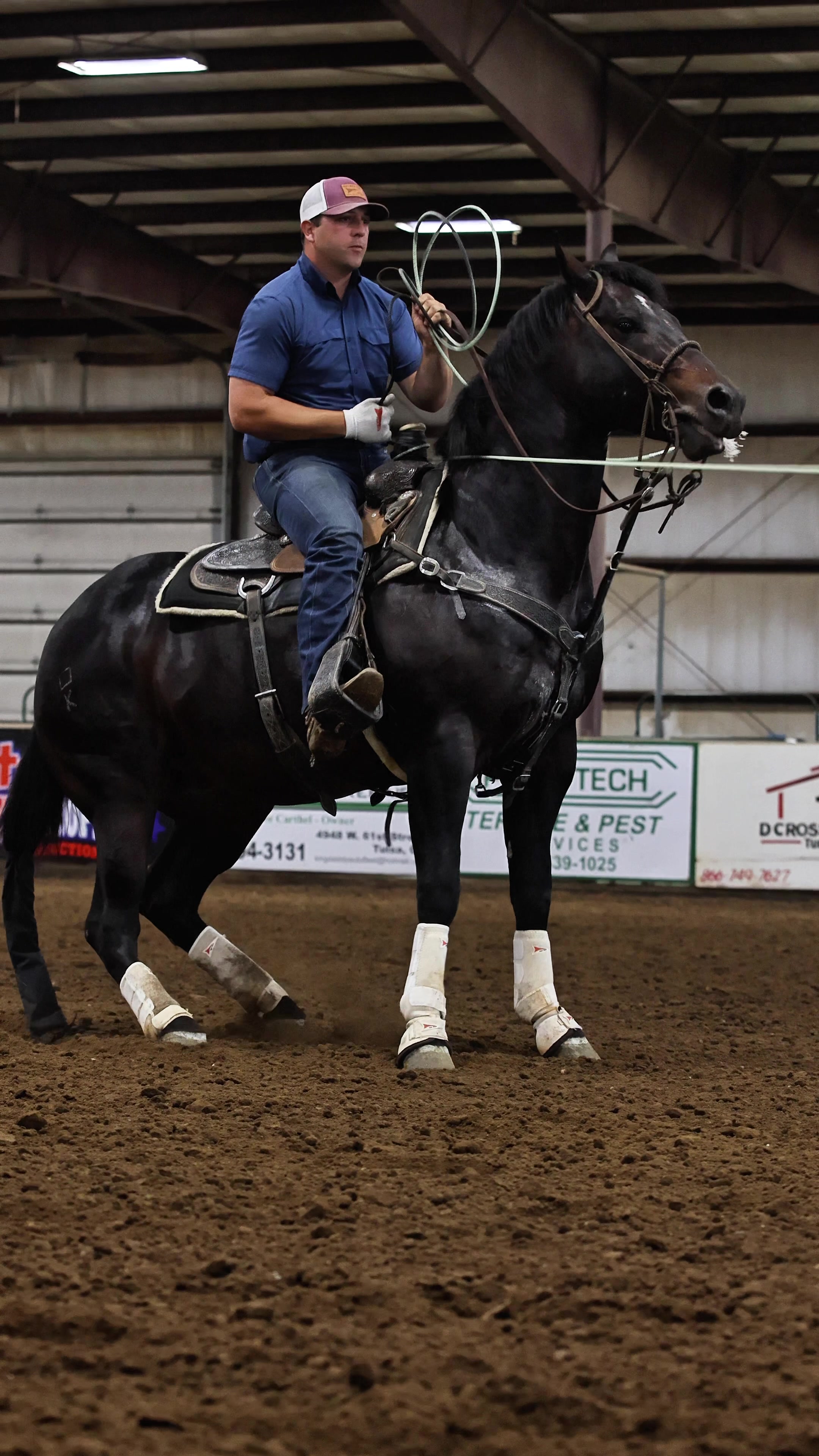 @Spickelmier Performance Horses