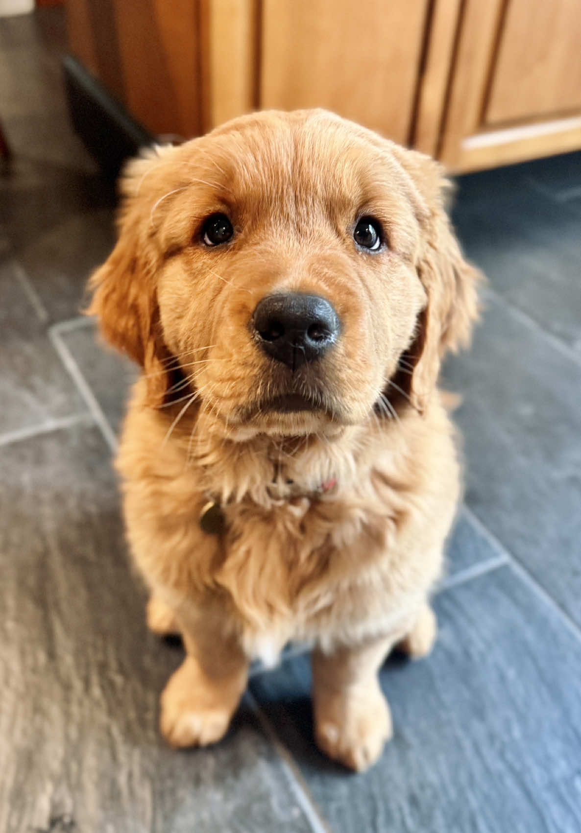 @Rooster The Red Retriever