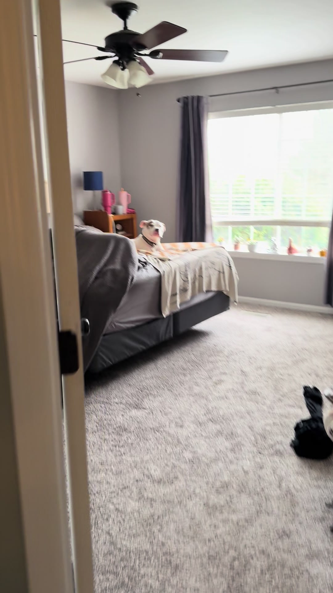 @Chewy the pitbull