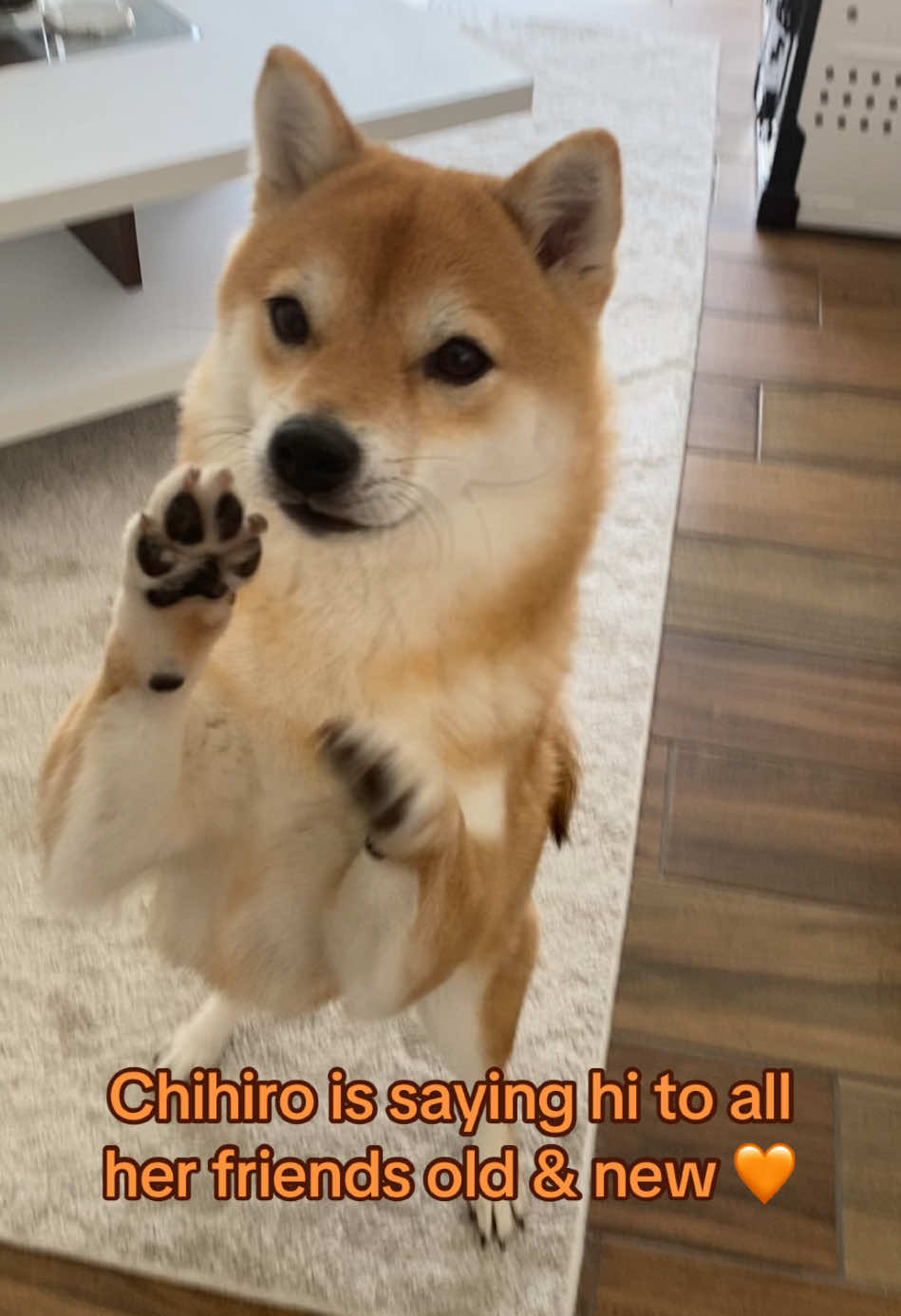 @Flock of Shibas 🐕🐕🐕
