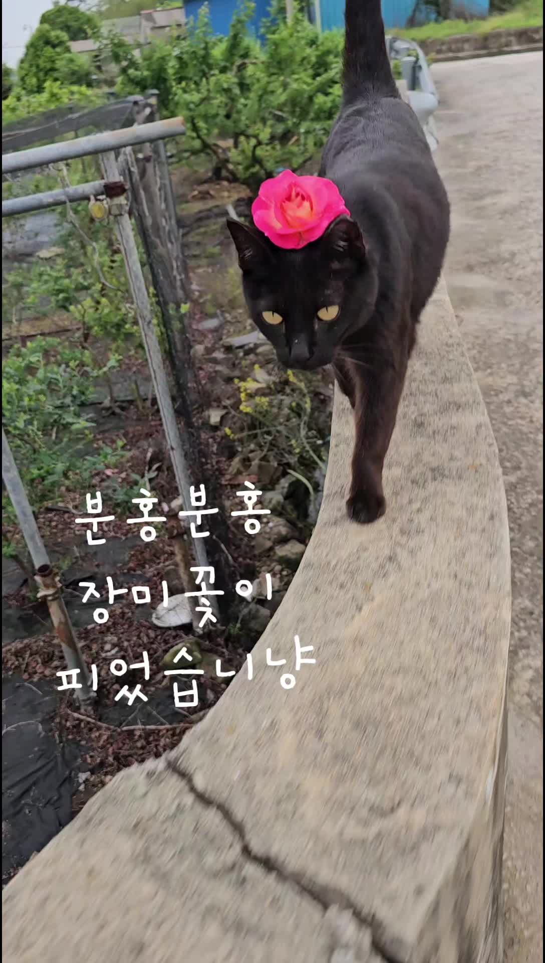 @검은고양이 터보