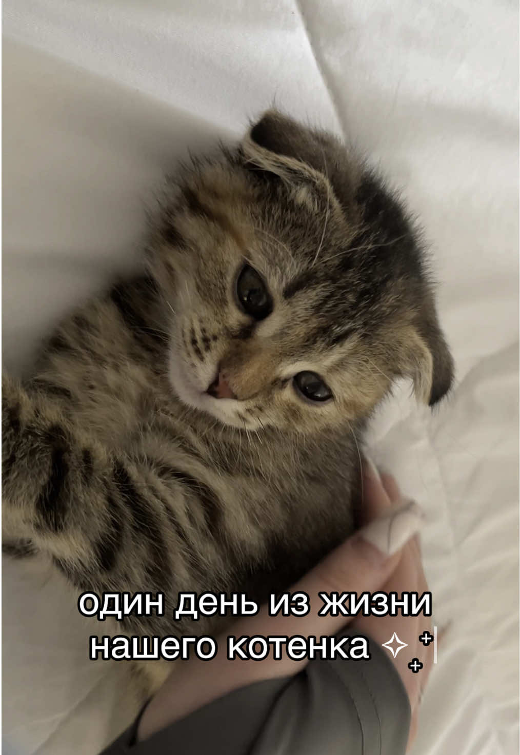 @kotik_unaa