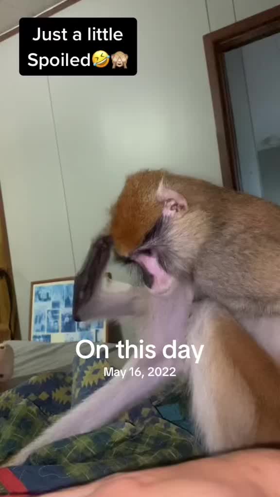 @Oliver and Company 🐒